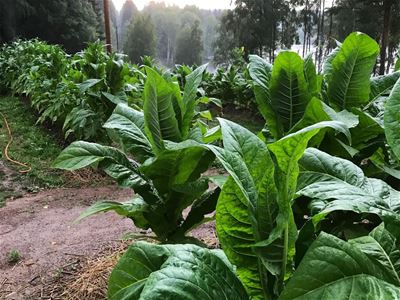 Tobacco cultivation.