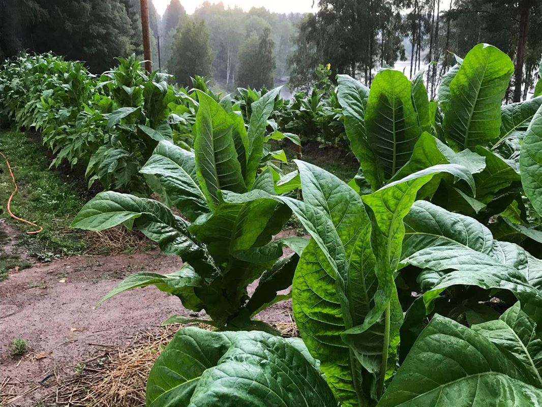 Tobacco cultivation.