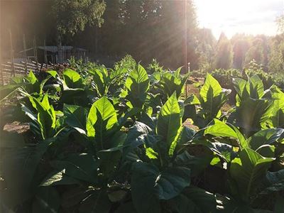 A tobacco cultivation in backlight.