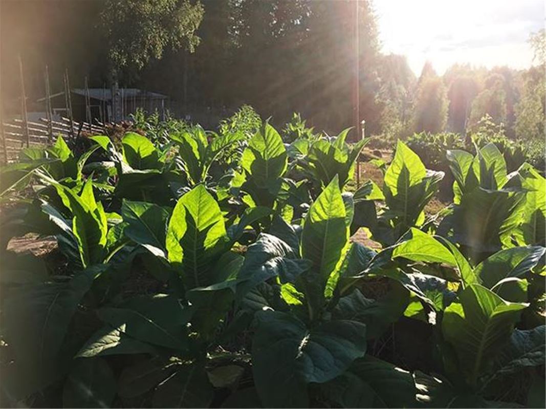 A tobacco cultivation in backlight.