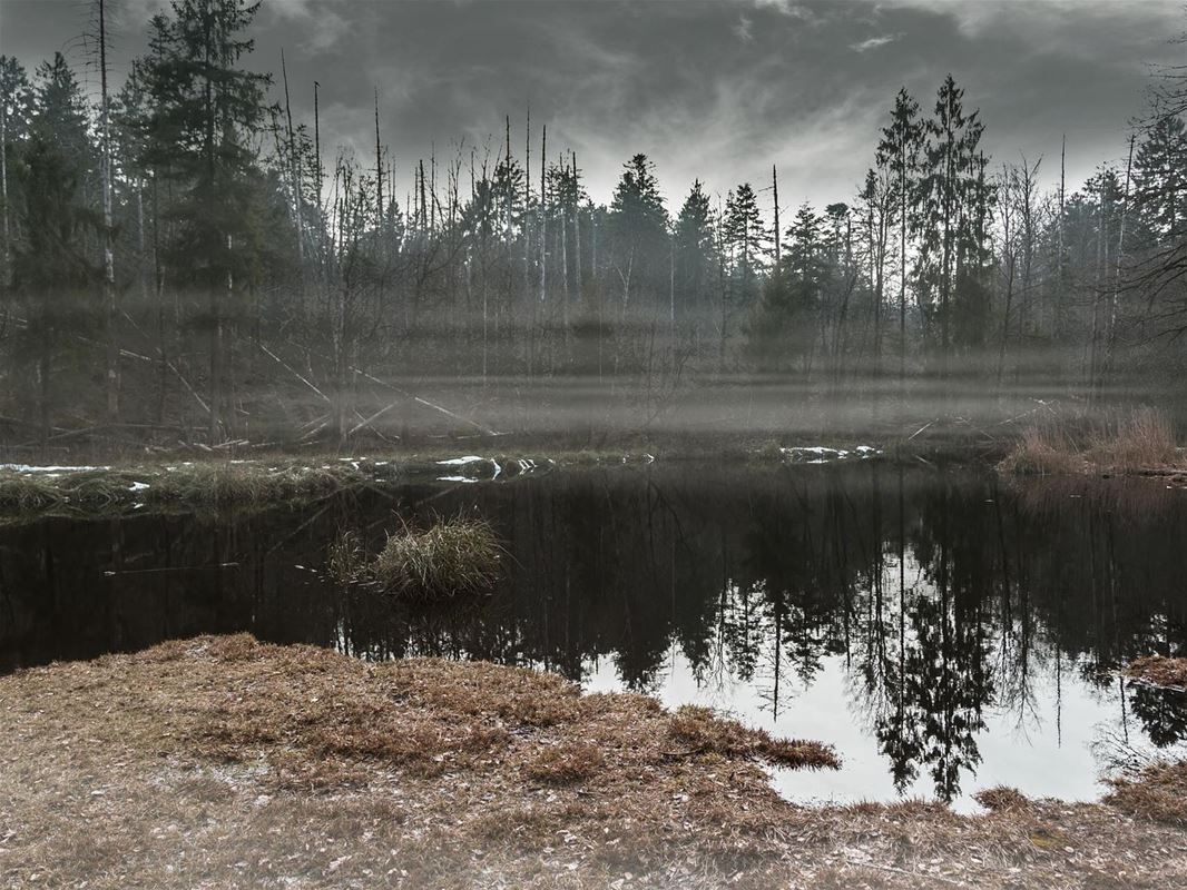 Water with fog and surrounding forest.