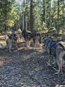 Fyra sibieian huskies på rad i skogen, kopplade till en draglina.