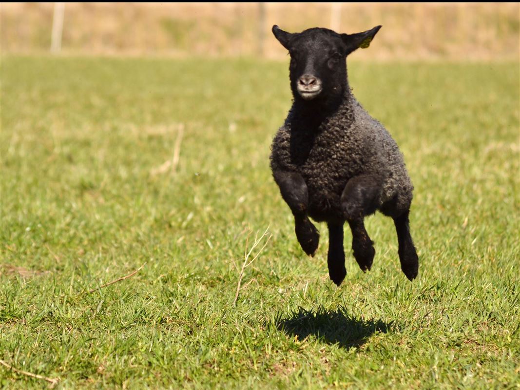 Ett svart får som springer på en gräsyta.