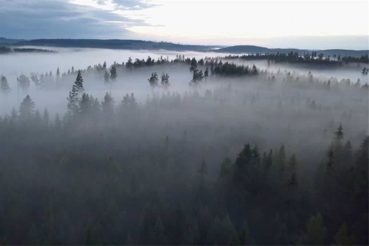 Vy över skogarna med dimman som ligger tät.