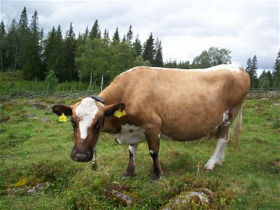 En kossa tittar in i kameran.