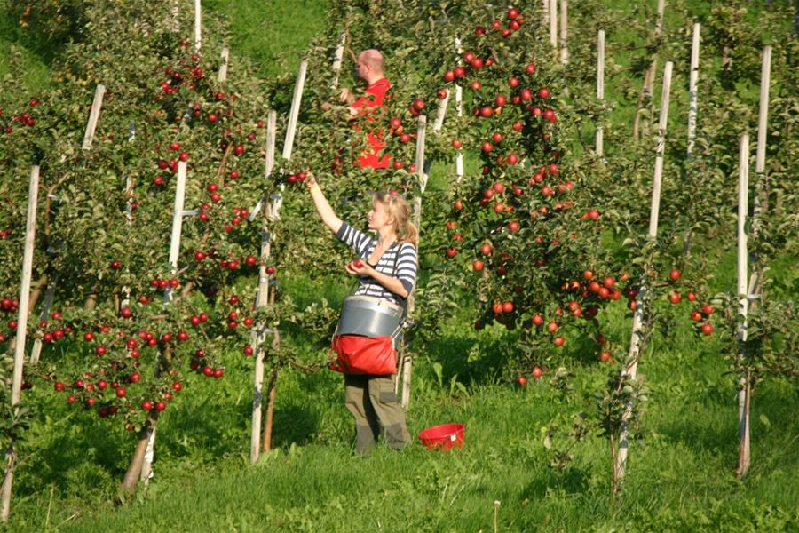 Travel like the locals - picking apples in Hardanger