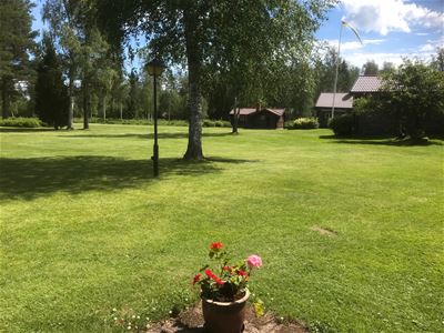 Geraniums in a flowerpot and a large birch in the garden. 