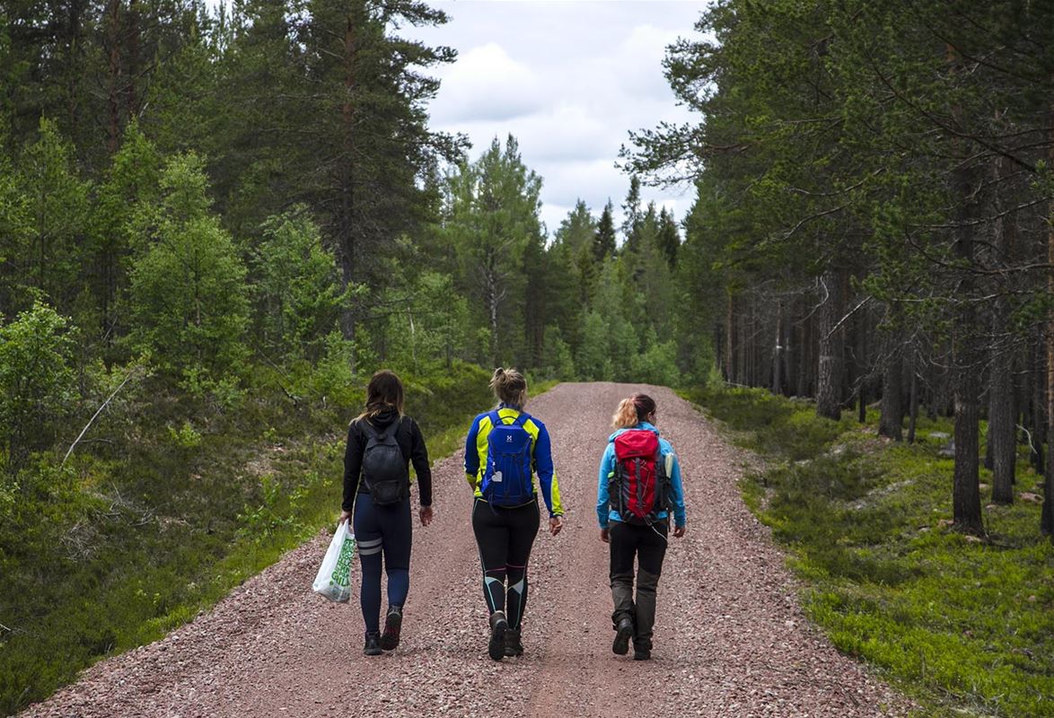 Three hiking people on a road in a forest