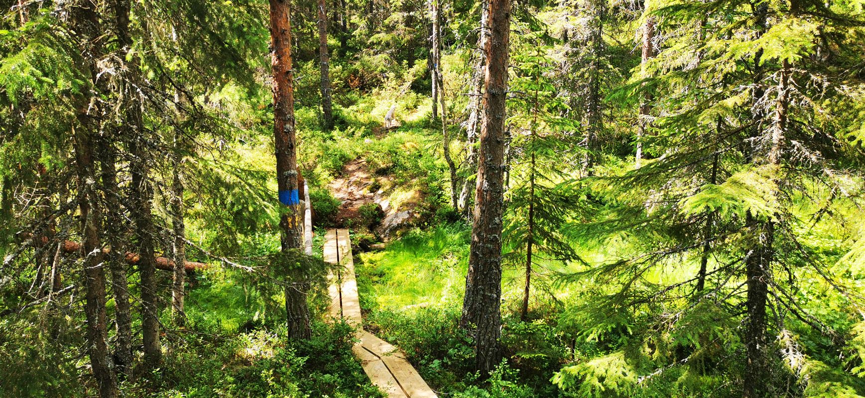 Footbridge in forest.