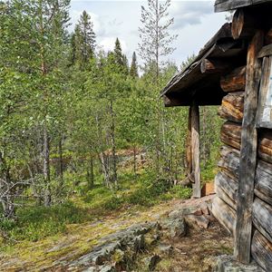 En slogbod i en gles skog