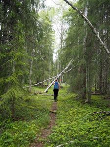 A hiking person in the forest 