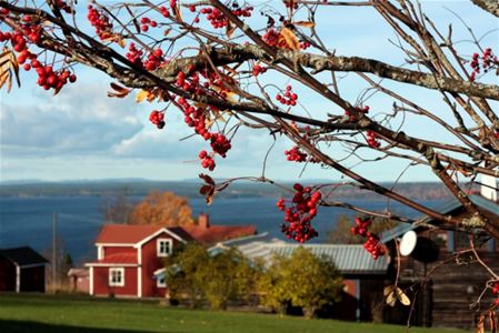 Utsikt över Siljan med rött hus och rönnbärsträd i förgrunden.