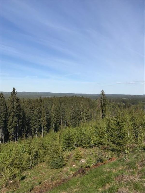 Mile-wide view over the forrest-