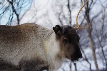 A reindeer