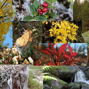 Collage med många bilder på blommor, höstträd och vattenfall. 