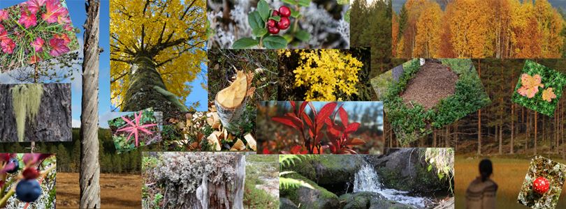 Collage of pictures on flowers, leeves and trees in the autumn