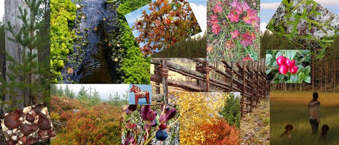 Collage of pictures on flowers and a dalecarlian fence.