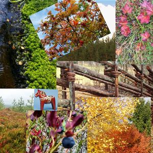 Collage med många bilder på blommor, dalahäst och gärdesgård.