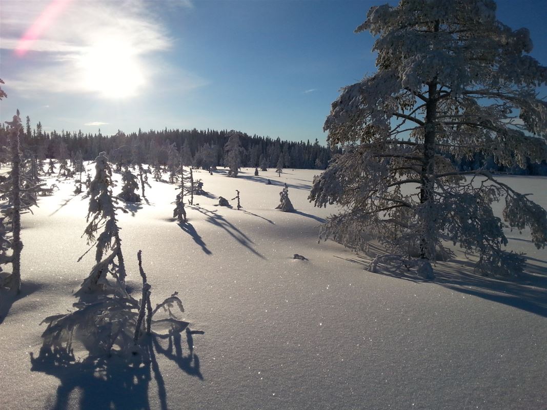 Vinterlandskap med orörd snö, granar och sol på blå himmel.  