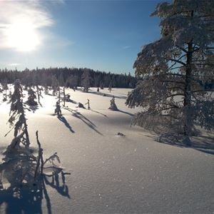 Vinterlandskap med orörd snö, granar och sol på blå himmel.  