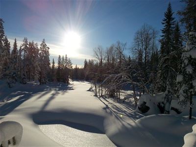 Vinterlandskap med orörd snö, granar och sol på blå himmel. 