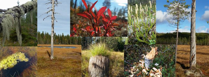 Collage with pictures of trees and plants on a marshland.