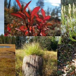 Collage med flera bilder på myrar och växter.