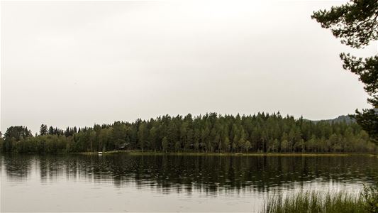 En sjö omgiven av träd och vass  
