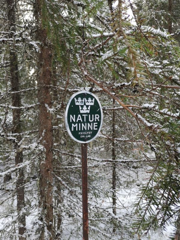 En naturminnesskylt i snöig skog
