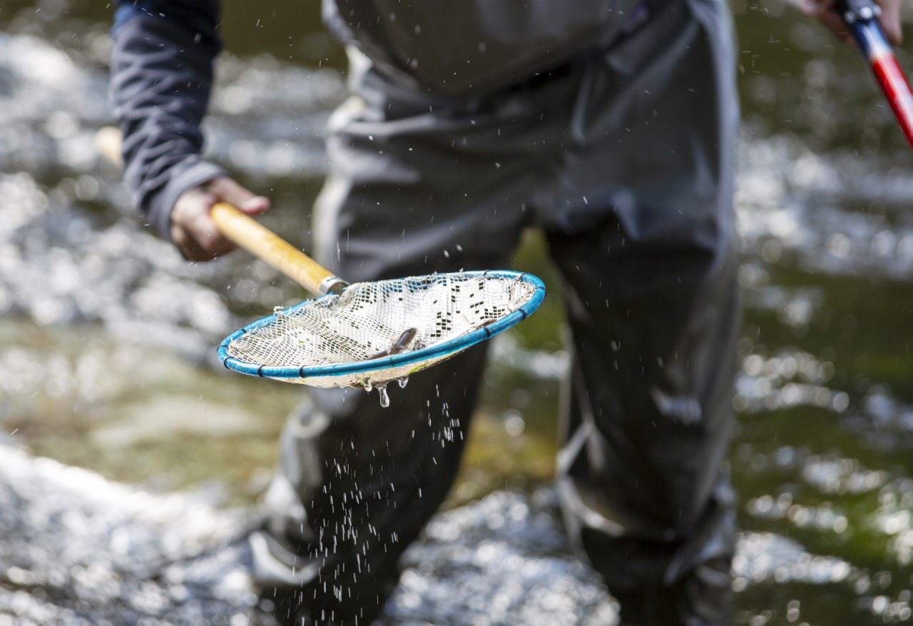 Nya Nedre Dalälven - fisk, fiske och natur
