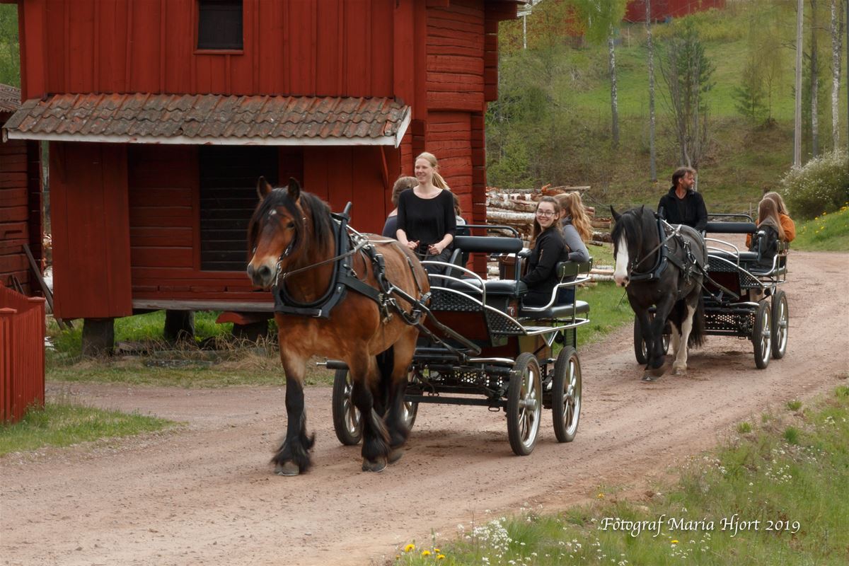 Myrbacka Gård - Häst med släde eller vagn | Visit Dalarna