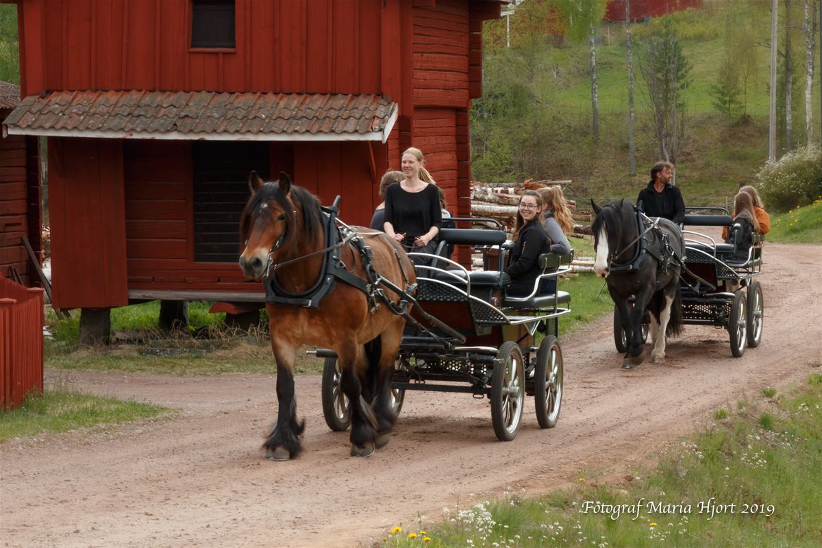 Horse with wagon.