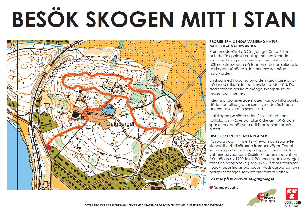 Galgberget- skogen mitt i stan