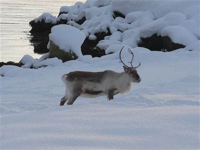 Reinsdyr i snøen