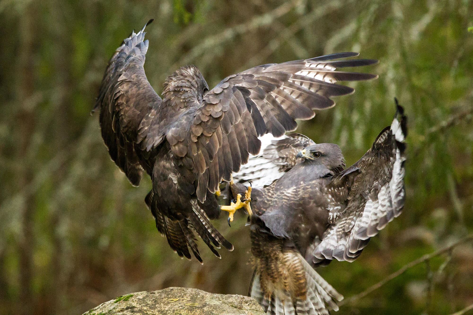 Fotografera ormvråk - Foto Wild Nordic