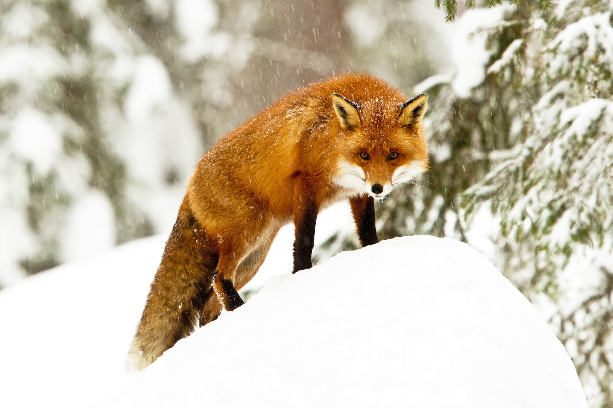 Vildskådning från gömsle - Foto Wild Nordic