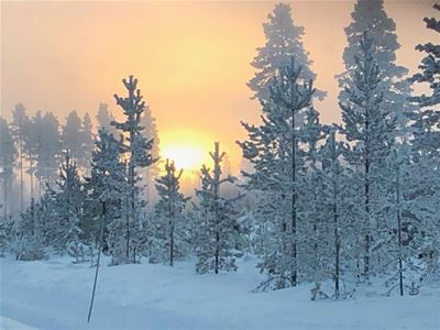 Vinterbild med snöiga träd och en sol i uppgång. 