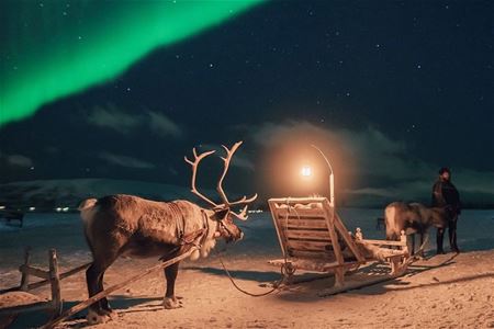 Reinsdyrslede med nordlys på himmelen