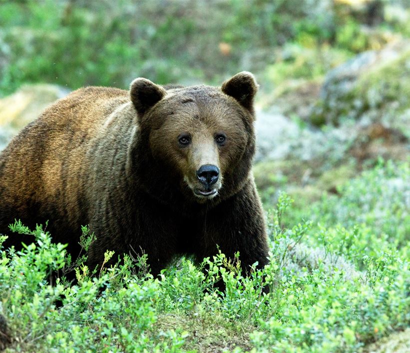 Björn i blåbärsris Wild Nordic