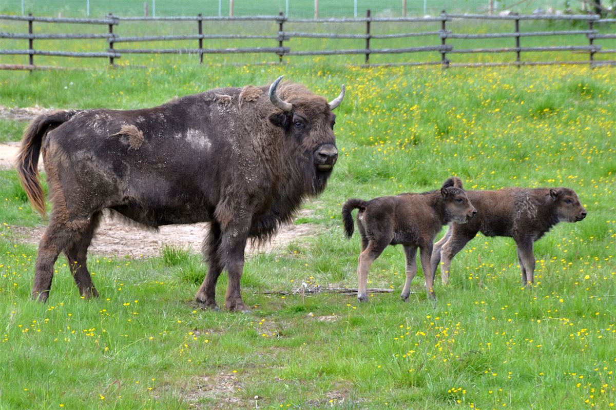  The European bison in Avesta Bison Park.