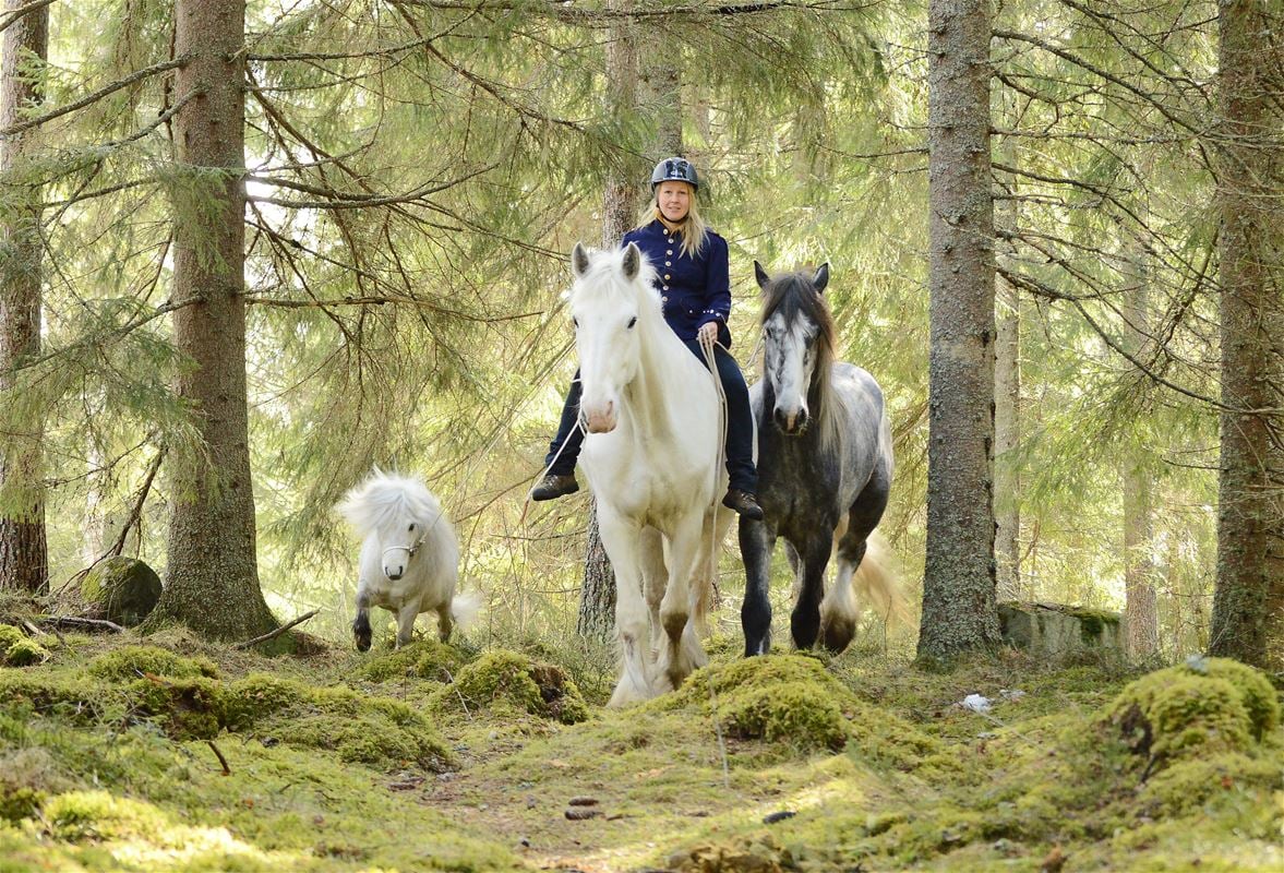 Horses walking in the woods.