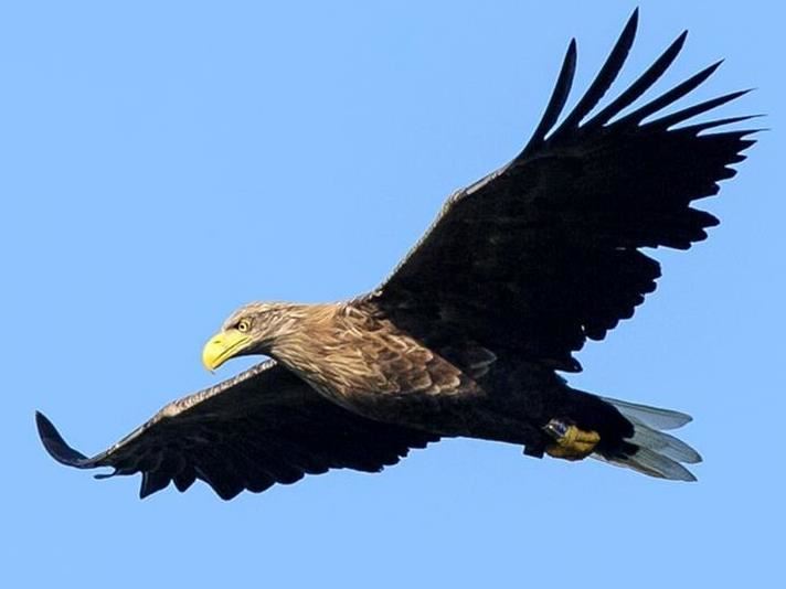 Örnsafari på Eriksberg