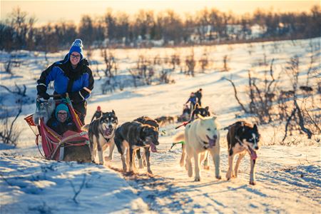 Hundespann i skogen med sollys i bakgrunnen