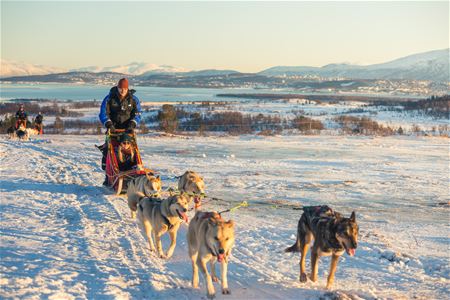 Hundespann med hav og fjell i bakgrunnen