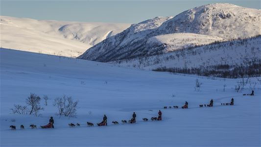 Hundekjøring i arktisk vinterlandskap
