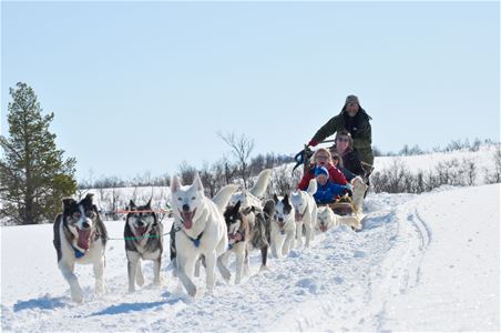 Hundeslede i snødekt landskap