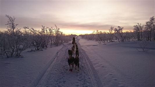 Utsikt fra hundeslede