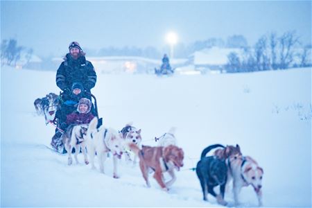 Hundespann i snøvær