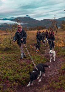 En liten gruppe går tur med huskiene ute i naturen