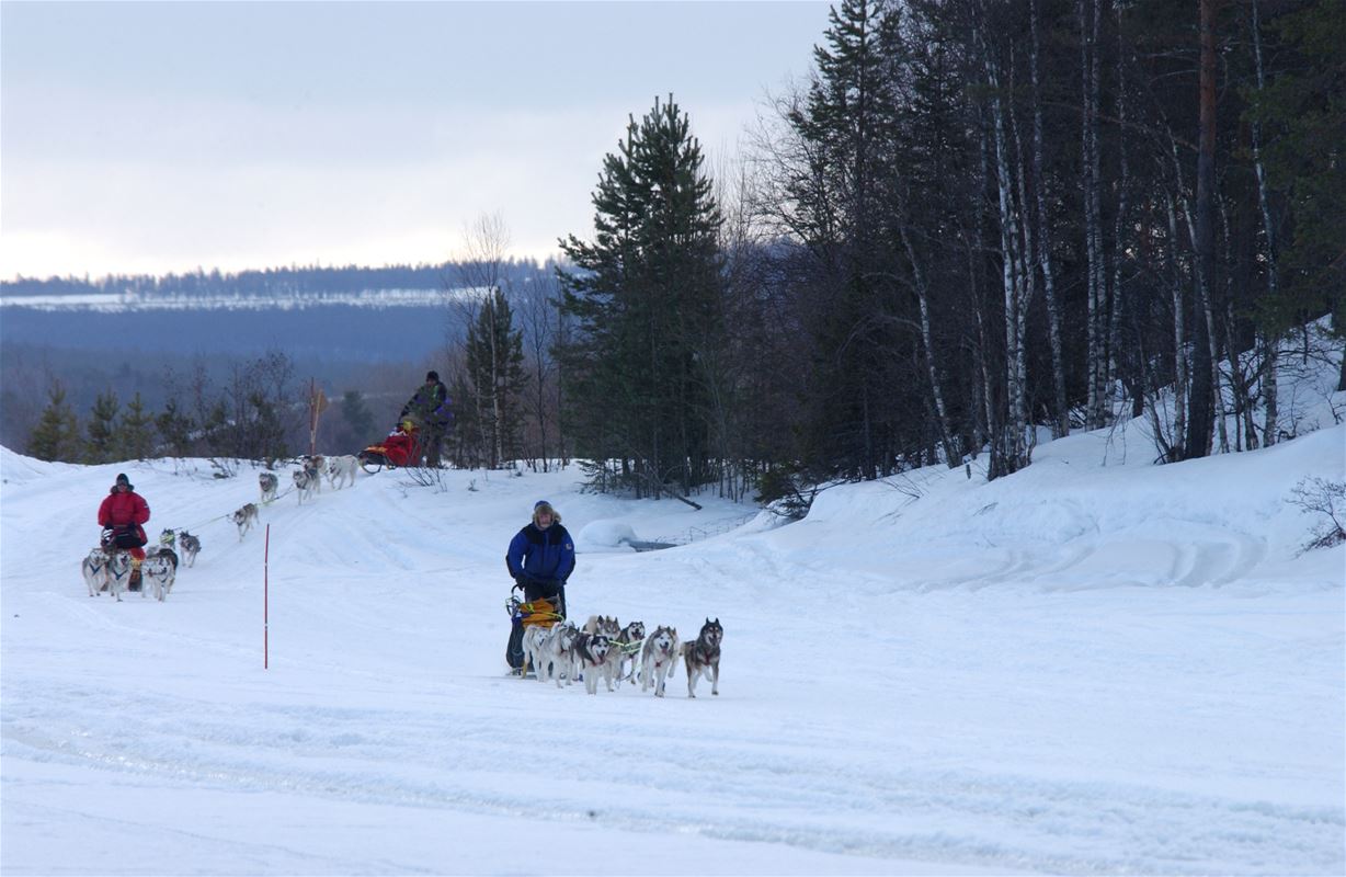 Två hundspann i vintrigt landskap.